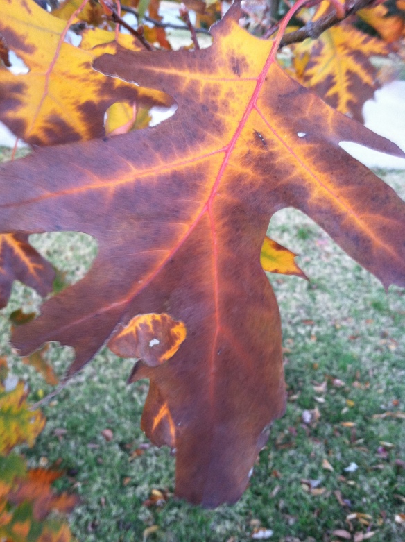 Oak Leaf on the corner of Plumtree